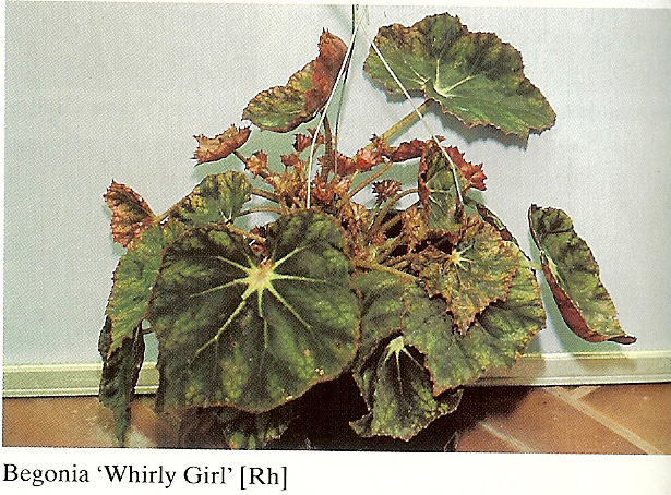 B. ‘Whirly Girl’